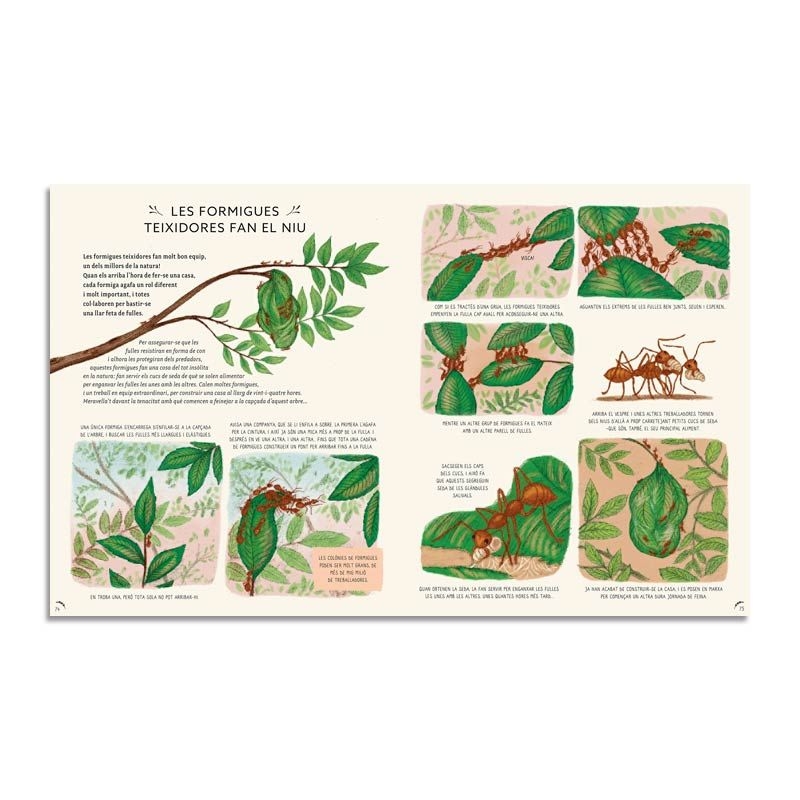 Amb Calma: 50 històries naturals de Rachel Williams - Aúpa Organics