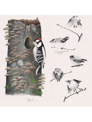 El diario del naturalista - Nathaniel T. Wheelwright & Bernd Heinrich - Aúpa Organics