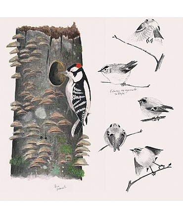 El diario del naturalista - Nathaniel T. Wheelwright & Bernd Heinrich - Aúpa Organics