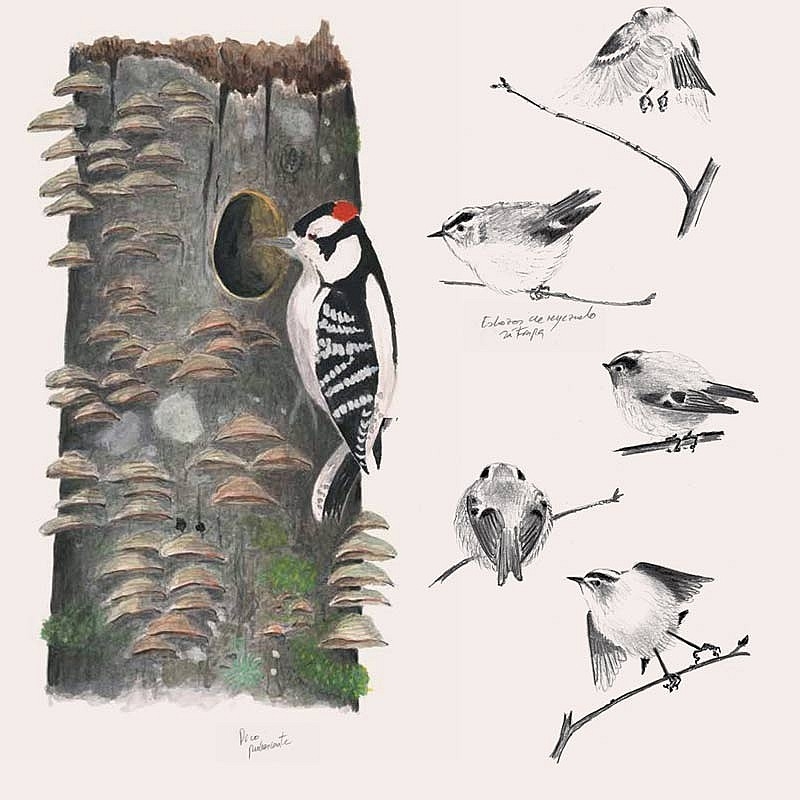 El diario del naturalista - Nathaniel T. Wheelwright & Bernd Heinrich - Aúpa Organics