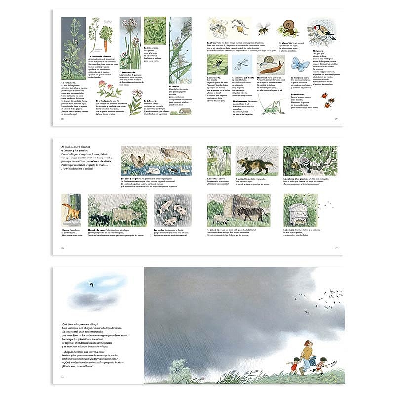 ¿Dónde van cuando llueve? - Gerda Muller - Aúpa Organics