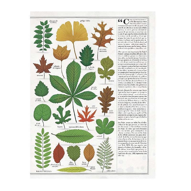 Árboles - Piotr Socha - Aúpa Organics