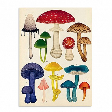 Fungarium - Katie Scott & Ester Gaya - Aúpa Organics