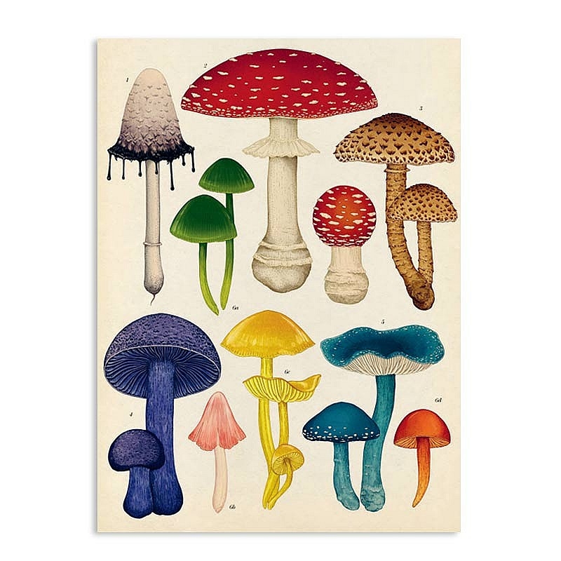 Fungarium - Katie Scott & Ester Gaya - Aúpa Organics