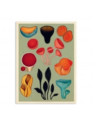 Fungarium - Katie Scott & Ester Gaya - Aúpa Organics