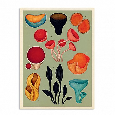 Fungarium - Katie Scott & Ester Gaya - Aúpa Organics