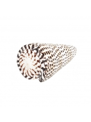 Caracola Marina Moteada 8 cm - Aúpa Organics