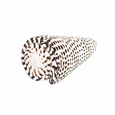 Caracola Marina Moteada 8 cm - Aúpa Organics