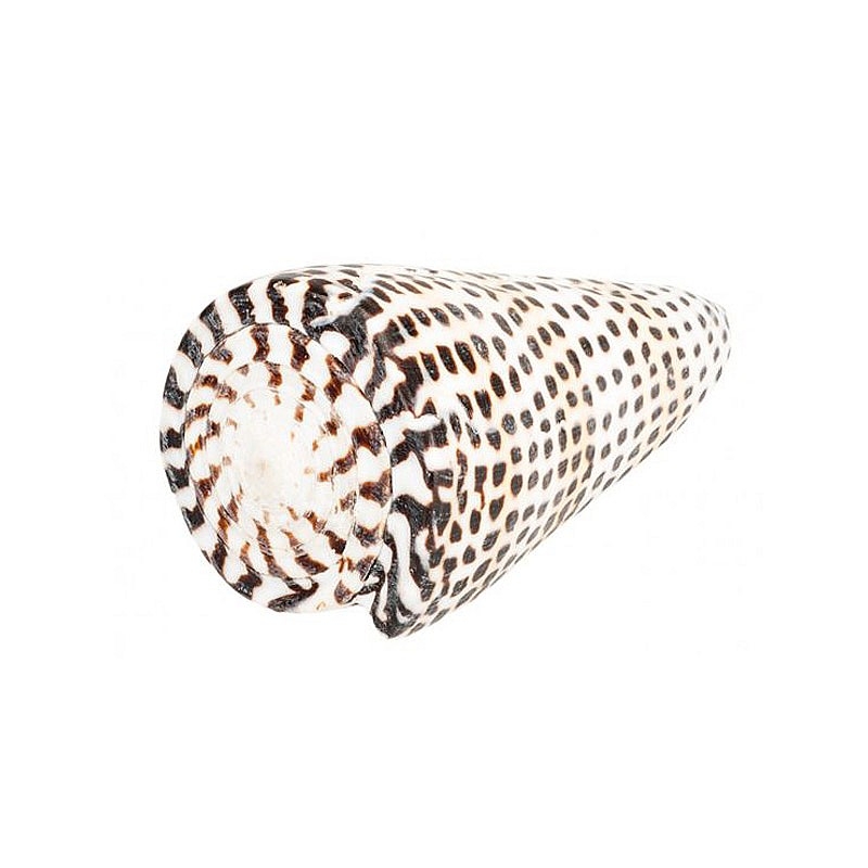 Caracola Marina Moteada 8 cm - Aúpa Organics
