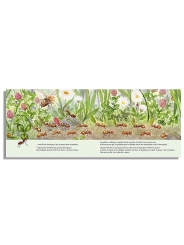 L'abella Flora i el prat de les 5 flors - Lisa Landwehr & Marta Busquets - Aúpa Organics