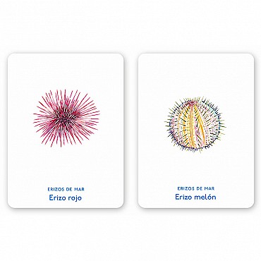 Juego de Cartas Un mar de animales Editorial MTM - Aúpa Organics