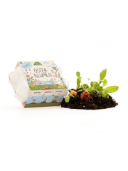 Pack de 6 Bombas de Semillas de Flores Silvestres - Aúpa Organics