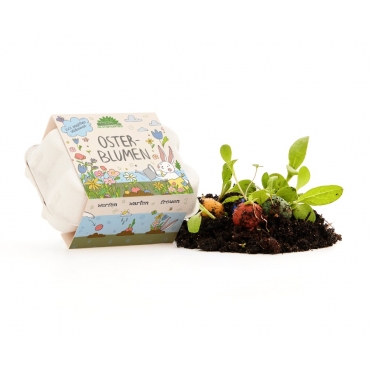 Pack de 6 Bombas de Semillas de Flores Silvestres - Aúpa Organics