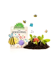 Bomba de Semillas para Abejas. Flores Silvestres - Aúpa Organics