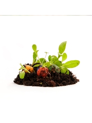 Pack de 6 Bombas de Semillas de Flores Silvestres - Aúpa Organics
