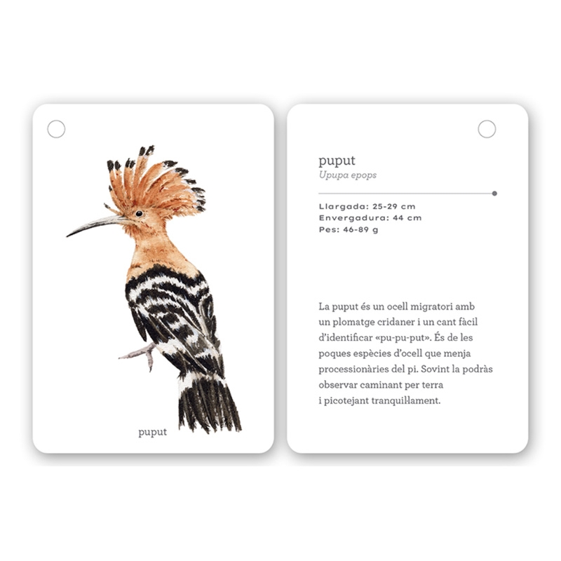 Fixa’t-hi: ocells. Guia visual per conèixer ocells de Catalunya - Aúpa Organics