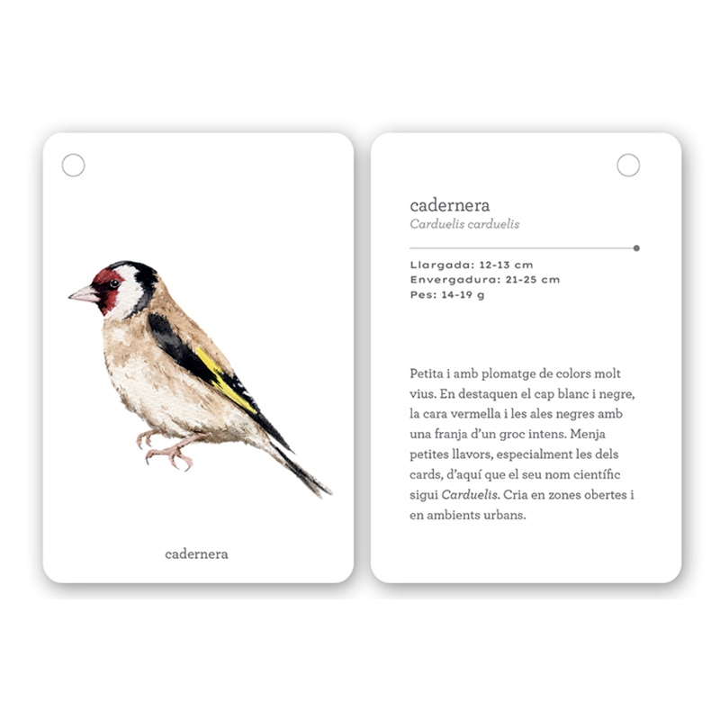 Fixa’t-hi: ocells. Guia visual per conèixer ocells de Catalunya - Aúpa Organics