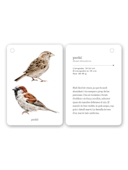 Fixa’t-hi: ocells. Guia visual per conèixer ocells de Catalunya - Aúpa Organics