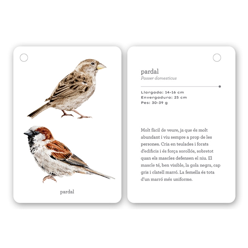 Fixa’t-hi: ocells. Guia visual per conèixer ocells de Catalunya - Aúpa Organics