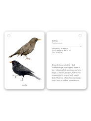 Fixa’t-hi: ocells. Guia visual per conèixer ocells de Catalunya - Aúpa Organics