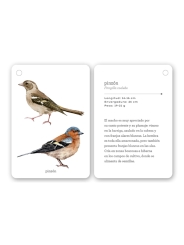 Fíjate: pájaros. Guía visual de aves comunes en Cataluña - Aúpa Organics