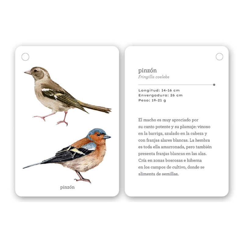 Fíjate: pájaros. Guía visual de aves comunes en Cataluña - Aúpa Organics