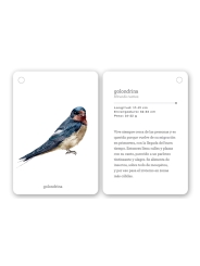 Fíjate: pájaros. Guía visual de aves comunes en Cataluña - Aúpa Organics