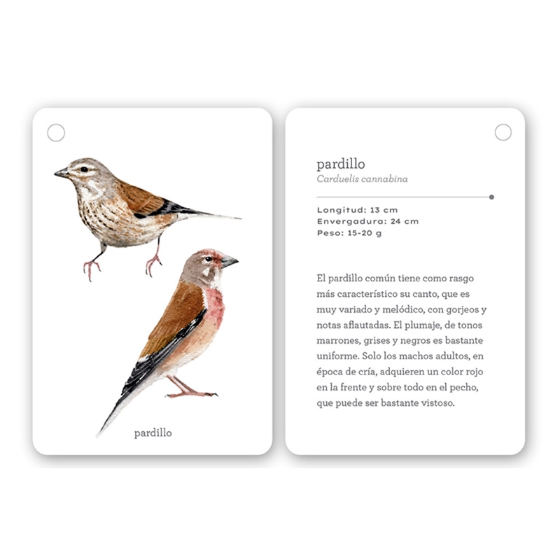 Fíjate: pájaros. Guía visual de aves comunes en Cataluña - Aúpa Organics