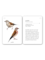 Fíjate: pájaros. Guía visual de aves comunes en Cataluña - Aúpa Organics