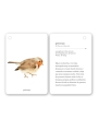 Fíjate: pájaros. Guía visual de aves comunes en Cataluña - Aúpa Organics