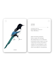 Fíjate: pájaros. Guía visual de aves comunes en Cataluña - Aúpa Organics