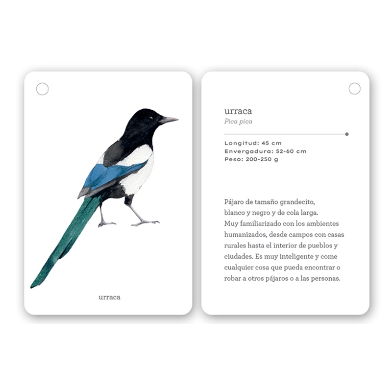 Fíjate: pájaros. Guía visual de aves comunes en Cataluña - Aúpa Organics