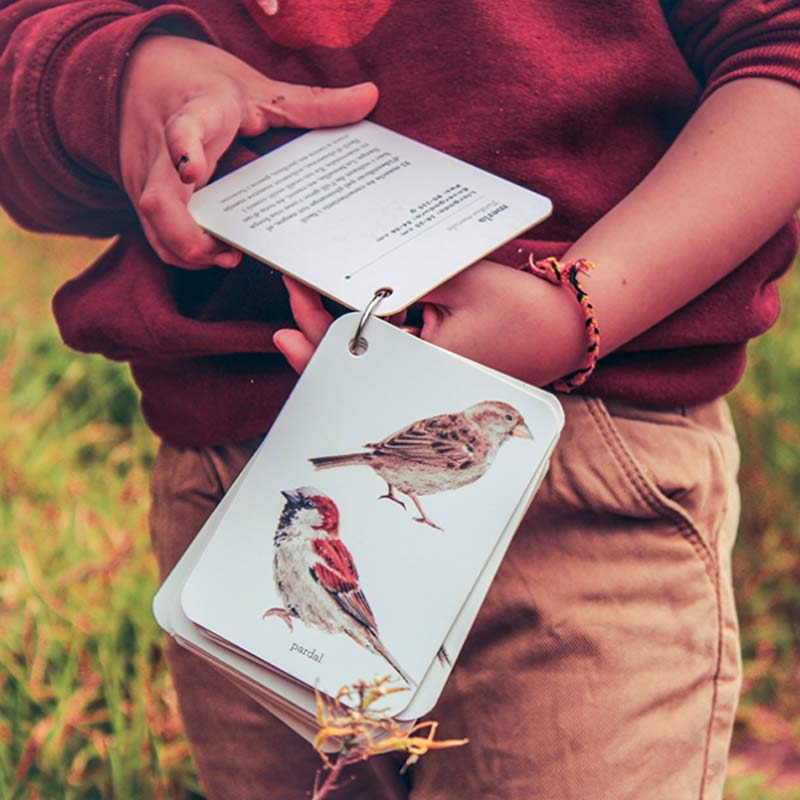 Fíjate: pájaros. Guía visual de aves comunes en Cataluña - Aúpa Organics