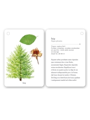 Fixa’t-hi: arbres. Guia visual per conèixer arbres - Aúpa Organics