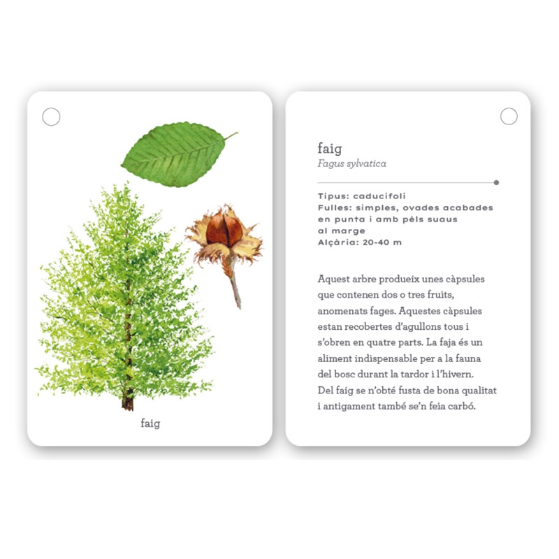 Fixa’t-hi: arbres. Guia visual per conèixer arbres - Aúpa Organics