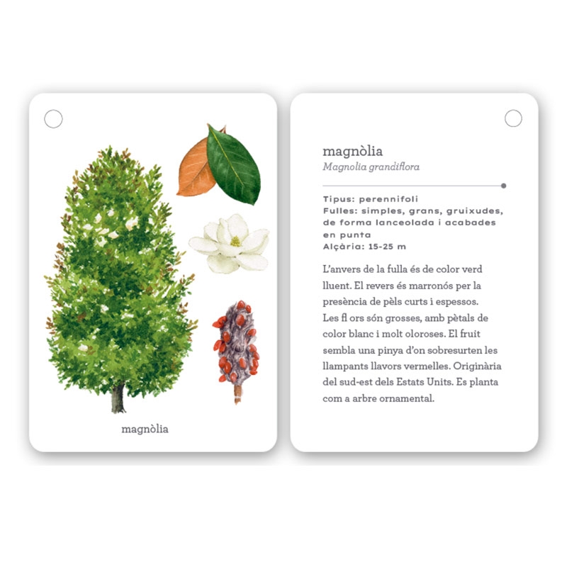 Fixa’t-hi: arbres. Guia visual per conèixer arbres - Aúpa Organics