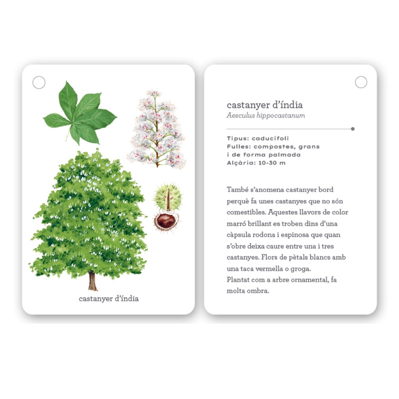 Fixa’t-hi: arbres. Guia visual per conèixer arbres - Aúpa Organics