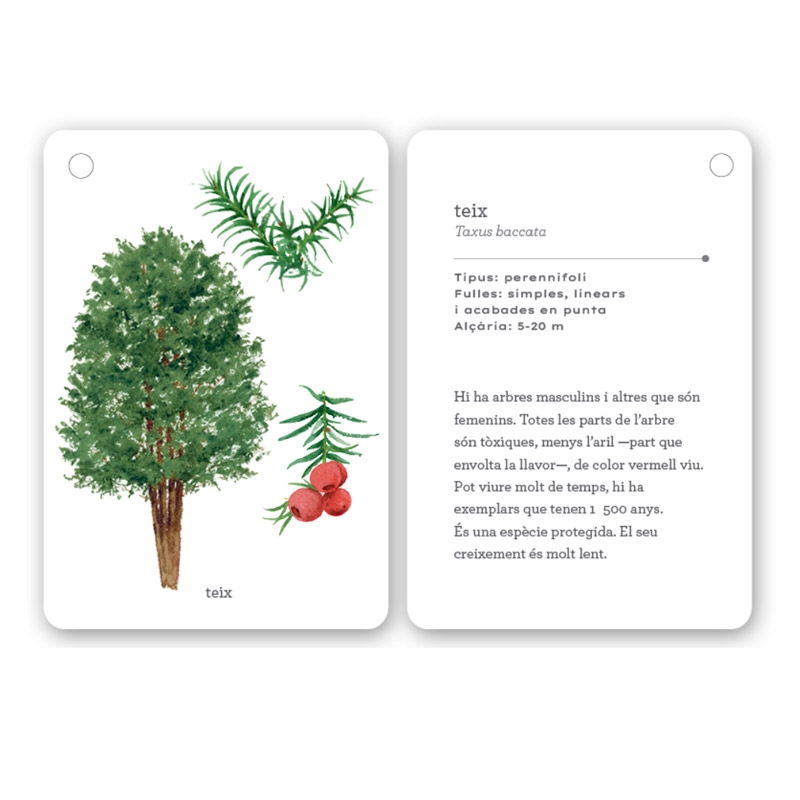 Fixa’t-hi: arbres. Guia visual per conèixer arbres - Aúpa Organics