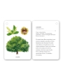 Fíjate: árboles. Guía visual para conocer árboles - Aúpa Organics