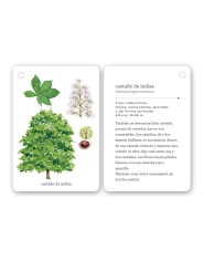Fíjate: árboles. Guía visual para conocer árboles - Aúpa Organics
