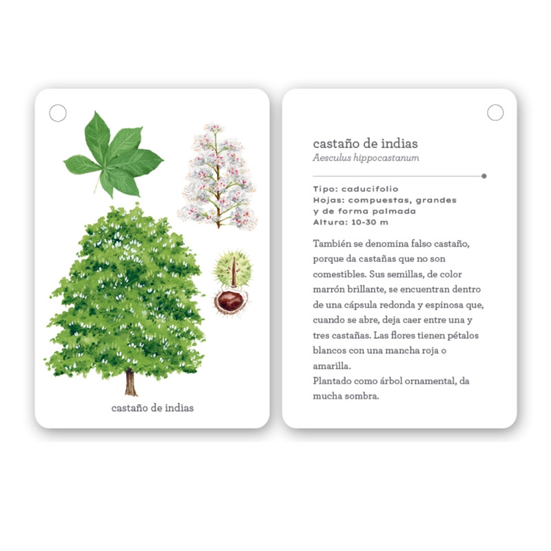 Fíjate: árboles. Guía visual para conocer árboles - Aúpa Organics