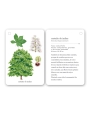 Fíjate: árboles. Guía visual para conocer árboles - Aúpa Organics