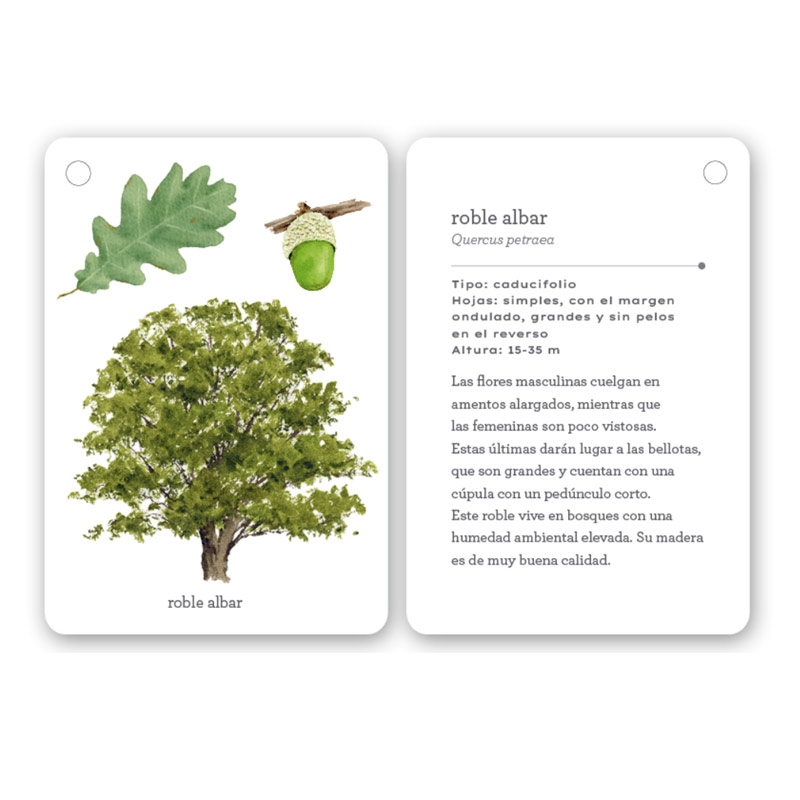 Fíjate: árboles. Guía visual para conocer árboles - Aúpa Organics