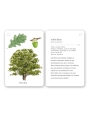Fíjate: árboles. Guía visual para conocer árboles - Aúpa Organics
