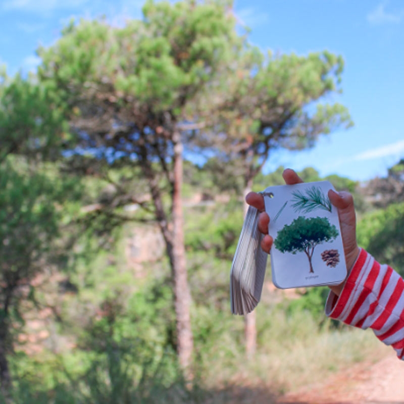 Fíjate: árboles. Guía visual para conocer árboles - Aúpa Organics