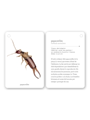 Fixa’t-hi: insectes. Guia visual per conèixer insectes - Aúpa Organics