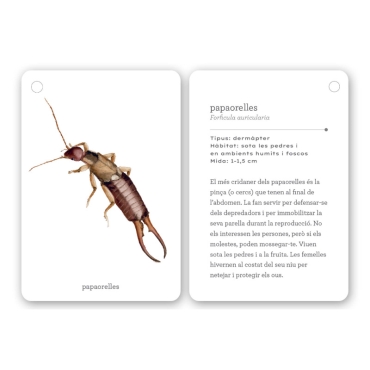 Fixa’t-hi: insectes. Guia visual per conèixer insectes - Aúpa Organics