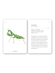 Fixa’t-hi: insectes. Guia visual per conèixer insectes - Aúpa Organics