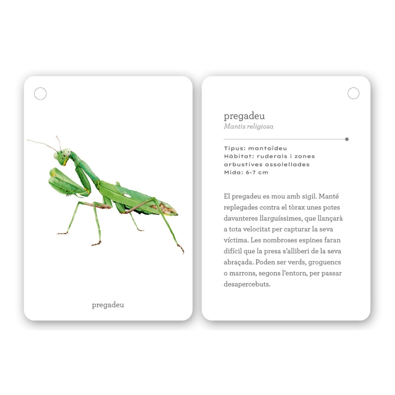 Fixa’t-hi: insectes. Guia visual per conèixer insectes - Aúpa Organics