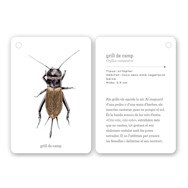 Fixa’t-hi: insectes. Guia visual per conèixer insectes - Aúpa Organics